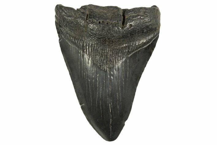 Fossil Megalodon Tooth - South Carolina #331525